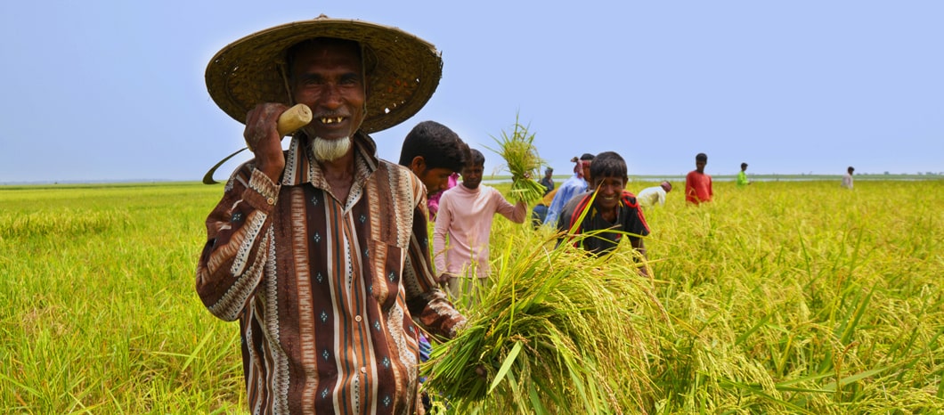 27,000 Farmers in Bangladesh Reap the Benefits of Bt Brinjal Due to Strong Political Support