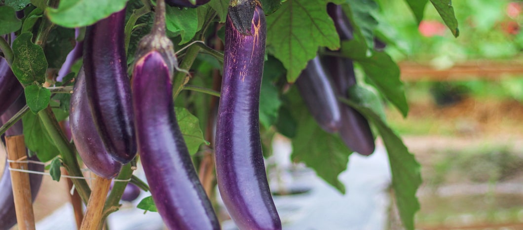 Bangladeshi eggplant farmers reap rewards via genetics